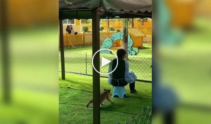 Жуткое нападение амурского тигра на человека попало на камеры в провинции Хэйлунцзян