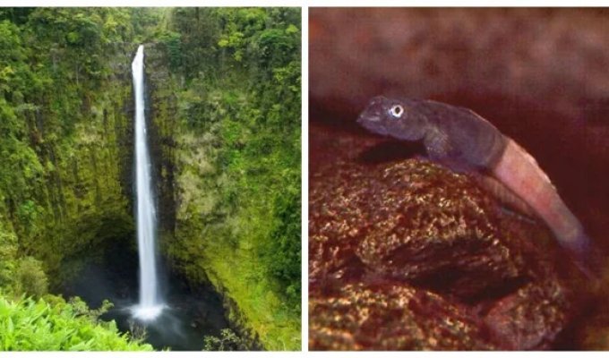 Akaka Falls and its unusual guests-climbers (13 photos + 1 video)