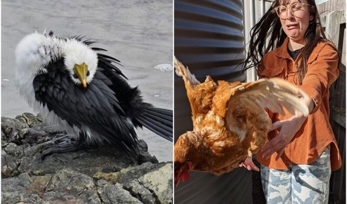 20+ странных и смешных птиц, которых сфоткали в нужный момент (30 фото)