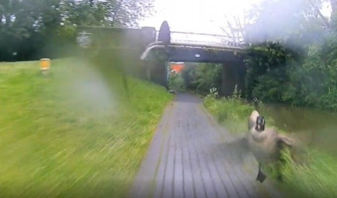 Hilarious moment of an angry goose hitting a cyclist (6 photos + 1 video)