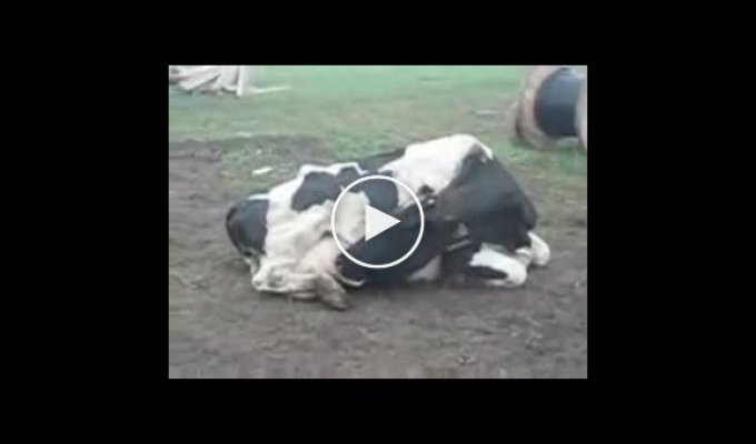 Корова пьет свое молоко