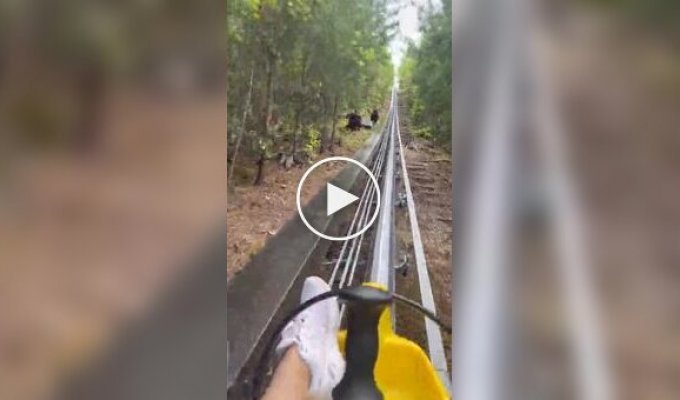 Несподівана зустріч із ведмедями