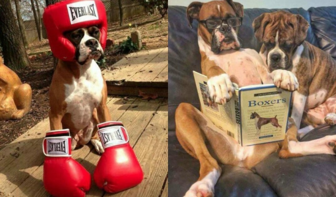 Boxer: the dog breed that won hearts (5 photos)