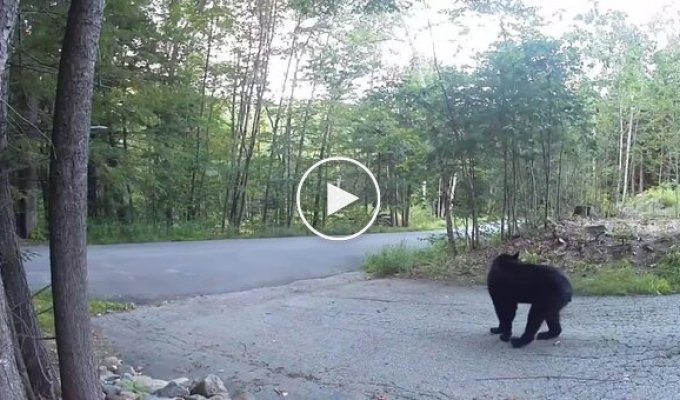 «Врятуйте-допоможіть!»: на відео потрапив ведмідь, який злякано тікає від кота