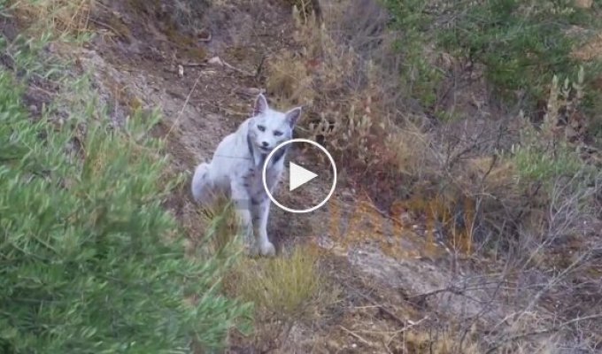 Редчайшая пиренейская рысь со светлой шерстью впервые снята на видео в Испании