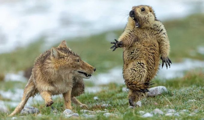 Как квадратноголовые лисы кошмарят тибетскую фауну (5 фото)