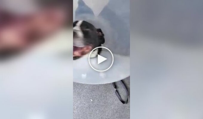 The dog's reaction to removing the cone, after a month of wearing it