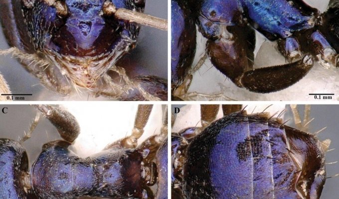 В отдаленной индийской долине Сианг открыт необычный вид синих муравьев (2 фото)