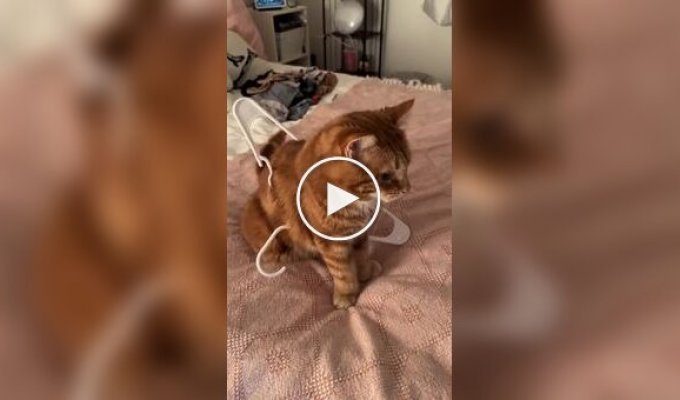 Любопытный кот застрял в вешалке