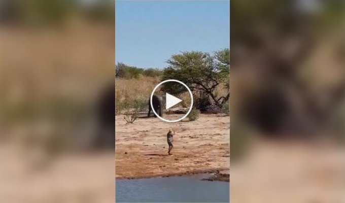 Мужчина остановил несущегося слона неожиданным жестом