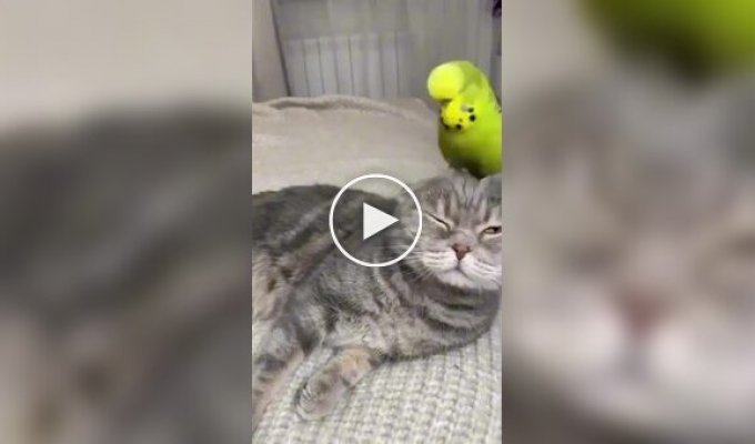 Кошки и попугаи под одной крышей