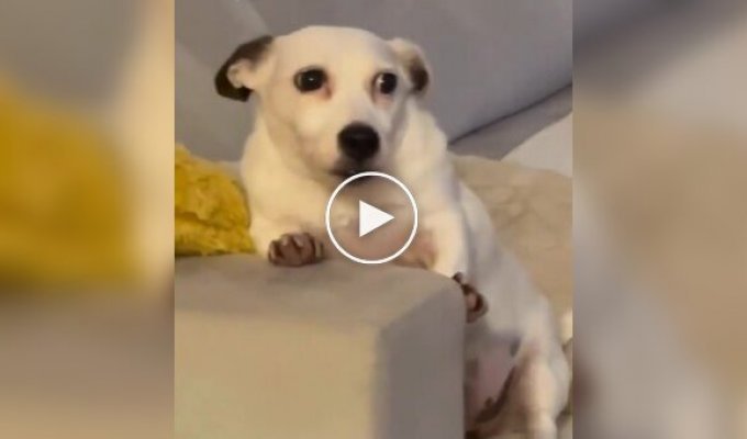 Пес не успел спрятаться от детей