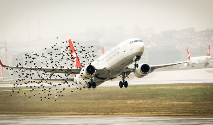 Что будет, если самолет столкнется с птицей? (3 фото)
