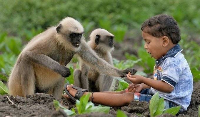 Modern Mowgli. In India, a two-year-old boy made friends with a troop of monkeys (11 photos)