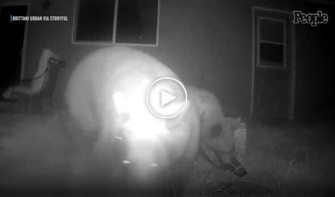 Камера сняла медвежье семейство вместо лепрекона