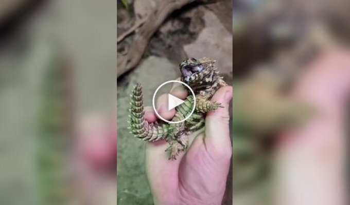 Ящерица, похожая на маленького дракона