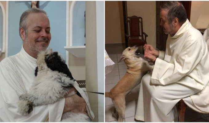 A priest from Brazil saves stray dogs (20 photos)