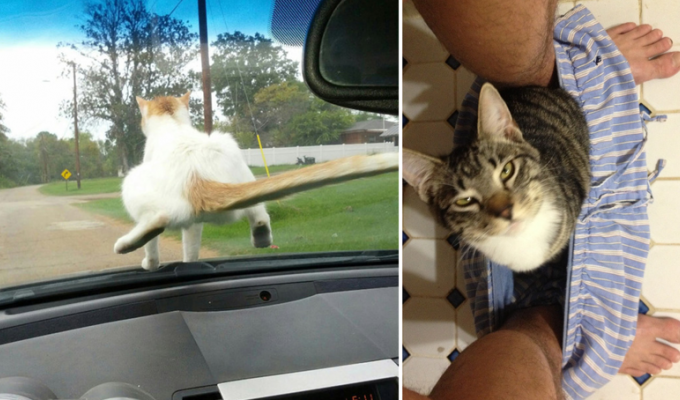 24 доказательства того, что кот всегда найдет себе место (25 фото)