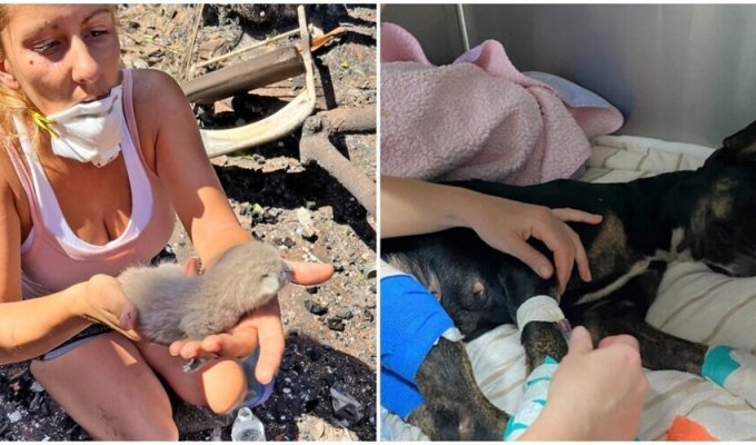 Touching footage of saving animals from fires in Hawaii (15 photos)