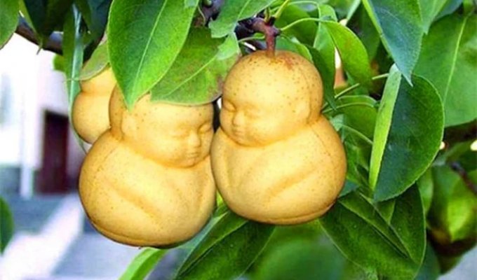 A Buddha-Shaped Pear and Other Bizarrely Shaped Fruits and Vegetables (12 photos)