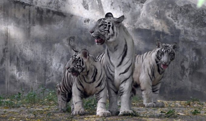 Посетителям индийского зоопарка показали белых тигрят (6 фото)