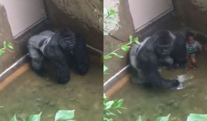 В американском зоопарке застрелили 17-летнюю гориллу, в вольер к которой упал ребенок (4 фото + 1 видео)