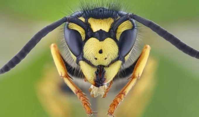 They sting for no reason: drunken German wasps attack local residents (3 photos)