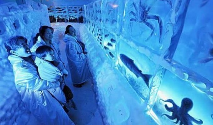 Замороженный аквариум в Японии (5 фото)