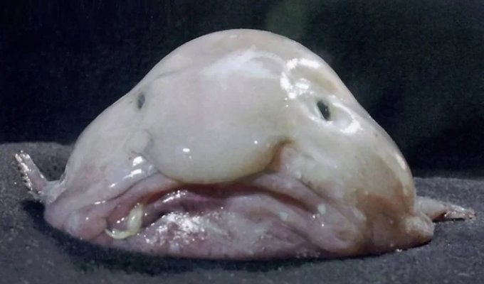 10 Most Bizarre Ocean Fish (11 photos)