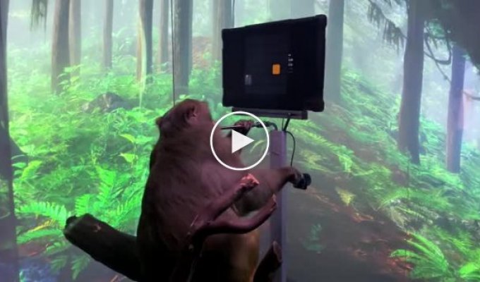 Компания Илона Маска Neuralink показала обезьяну, которая играет в видеоигры силой мысли