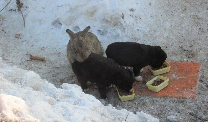 В Омской области сбежавший кролик спас щенков и заменил им убитую мать (4 фото)