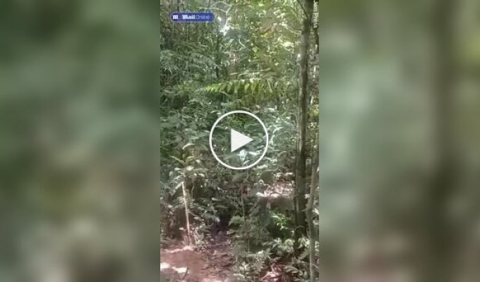 Jaguar jumps out at tourists in the jungle of Peru