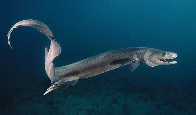 Доисторическая акула которая живёт в наши дни (6 фото)
