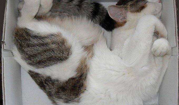 Кошки, спящие в странных местах (27 фото)
