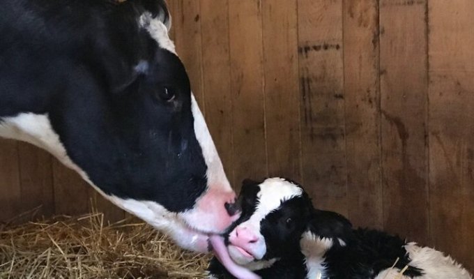Pregnant cow escapes from truck to save calf from slaughterhouse (3 photos)