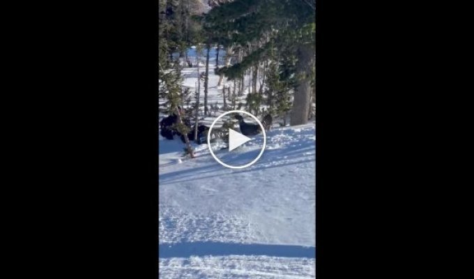 В Шерегеше грозный глухарь атаковал сноубордиста