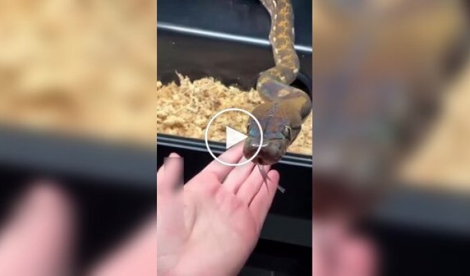 А вы видели, как чихают змеи