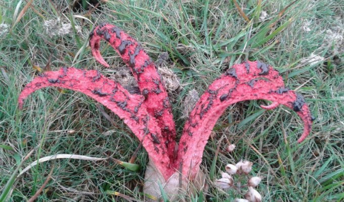 Самый жуткий гриб в мире «Пальцы дьявола» (15 фото)