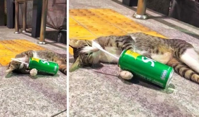 Лежавшая возле метро с банкой газировки кошка напомнила женщине не дошедшего до дома выпивоху (2 фото + 1 видео)