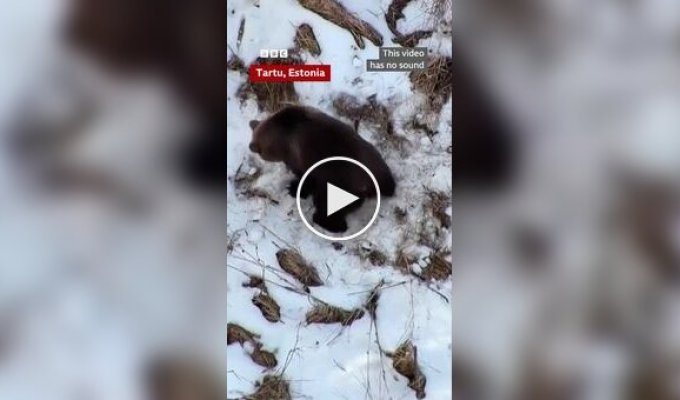 В Эстонии сняли на видео медведя, только что проснувшегося после зимней спячки