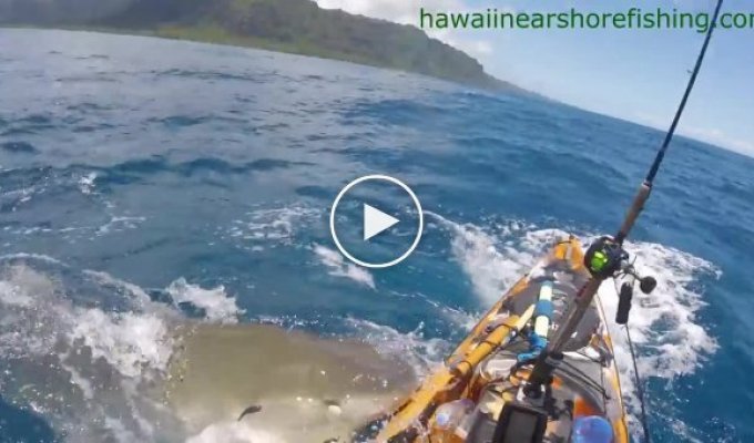 Тигровая акула атаковала рыбака на Гавайях