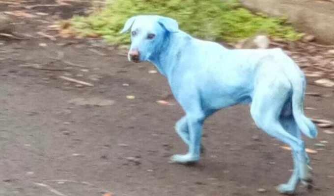В Индии были найдены ярко-голубые собаки (3 фото + 1 видео)