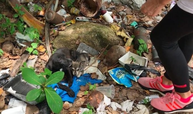 A pile of garbage on one of the beaches became home to three puppies (6 photos)