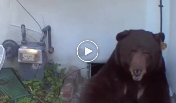 Медведь несколько месяцев жил в подвале частного дома в США