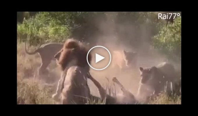 Сутичку лева та леопарда зняли туристи в Кенії