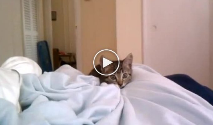 Смешной котенок напал на видеокамеру