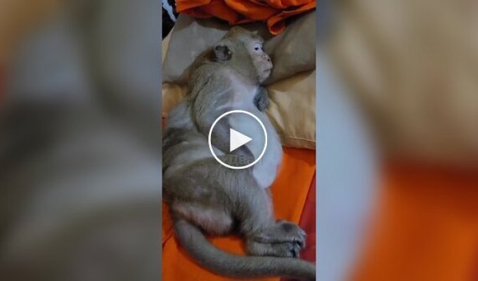 Сладкий сон у обезяны