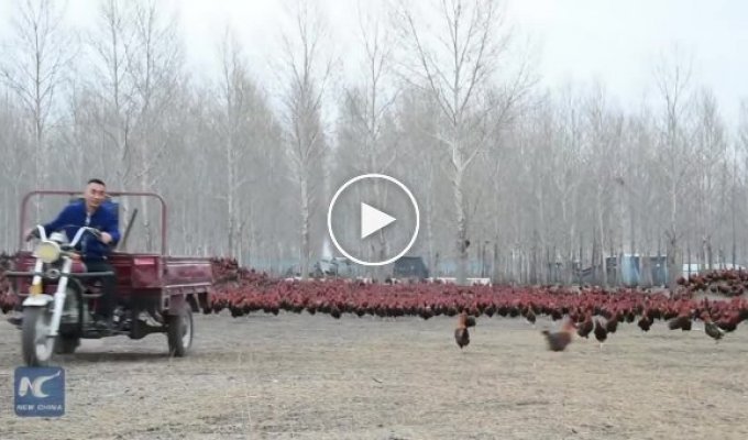 How a Chinese farmer walks his 70,000-strong chicken army
