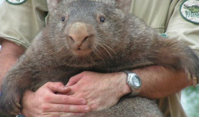 Wombats (30 photos)