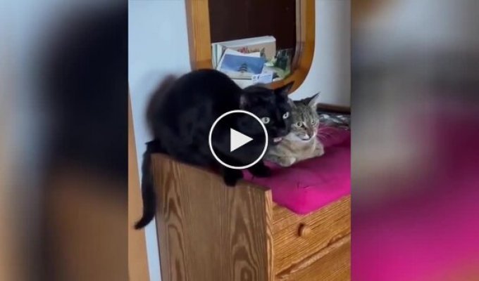 “Just look!”: a fascinating conversation between cats